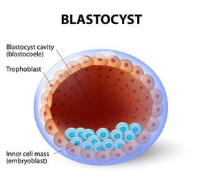 Blastocyst in Chandigarh